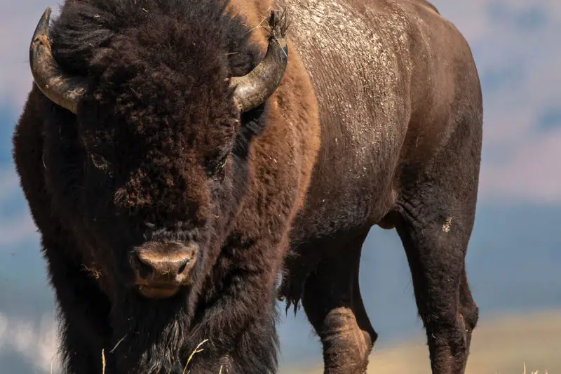 grand-canyon-bison-herd-cull