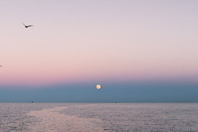 birds flying over a lake
