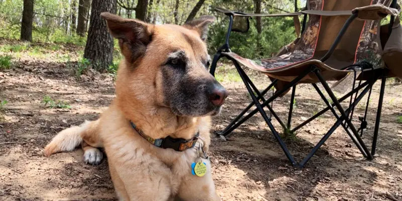camping with a dog