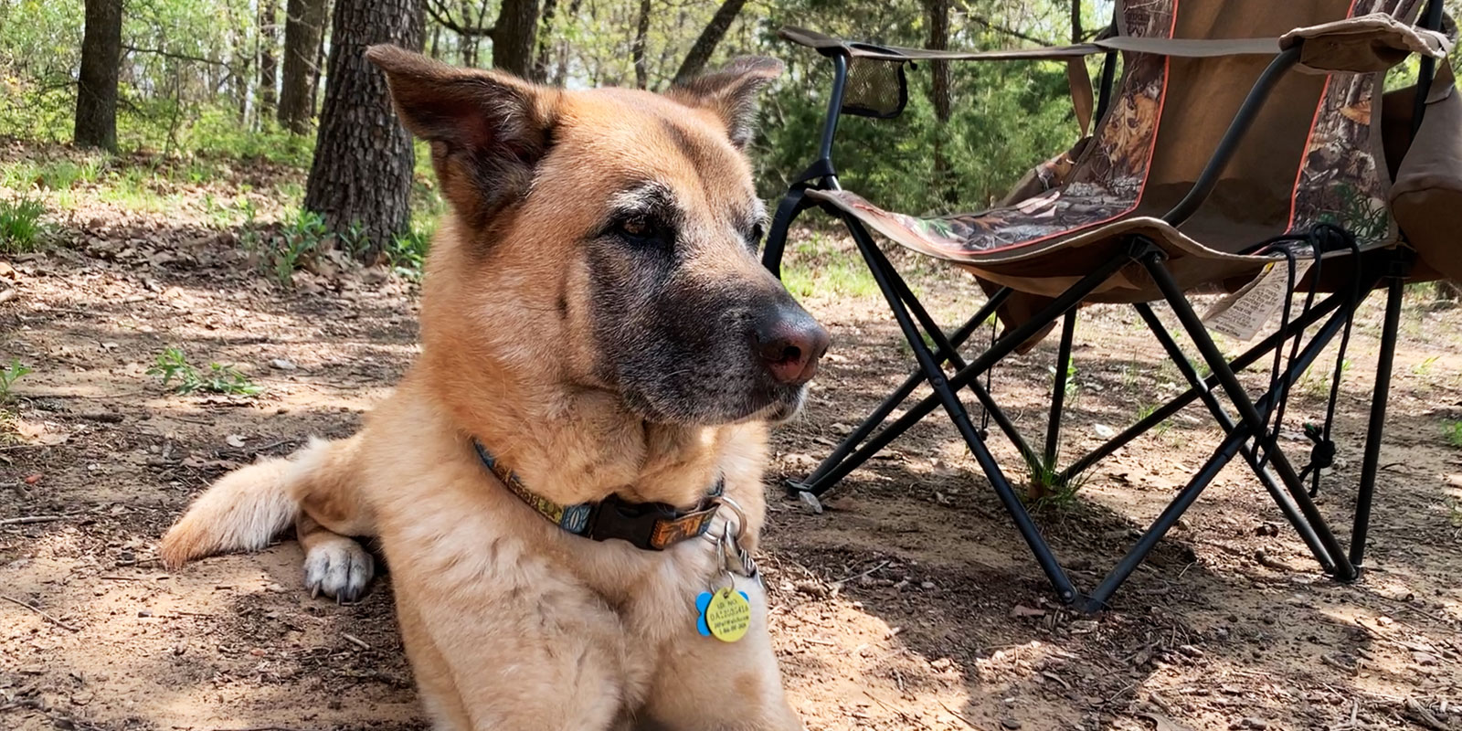 camping with a dog