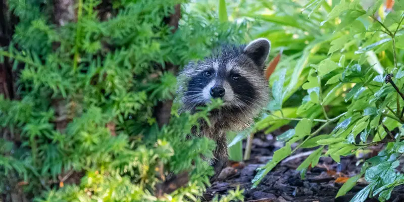 critter proof your campsite