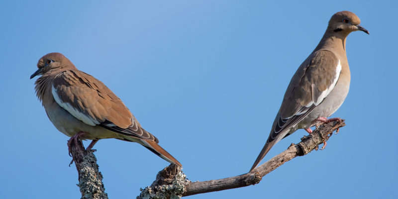 dove hunting