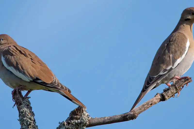 dove hunting