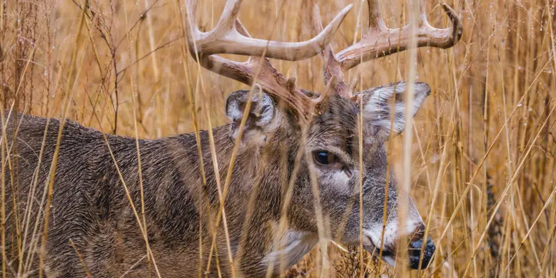 Whitetail Deer