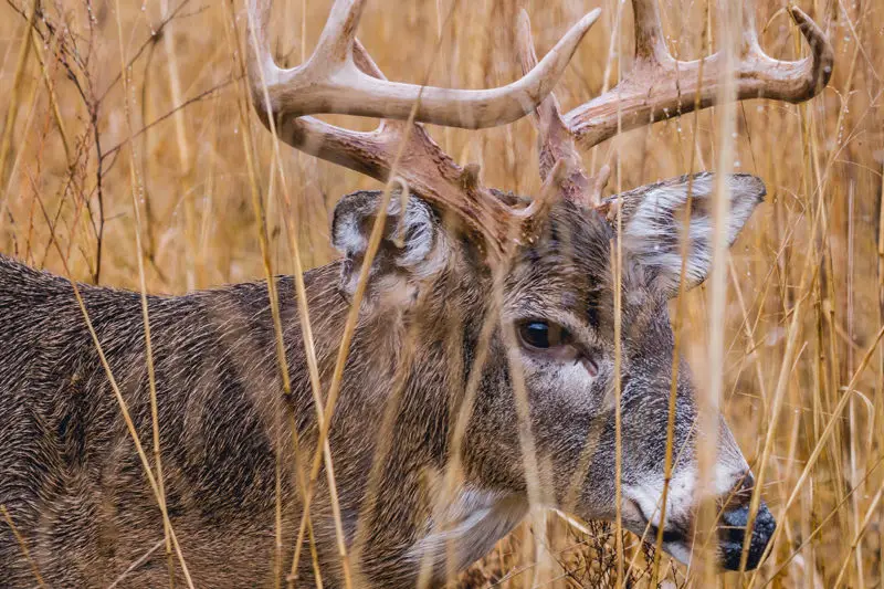 Whitetail Deer