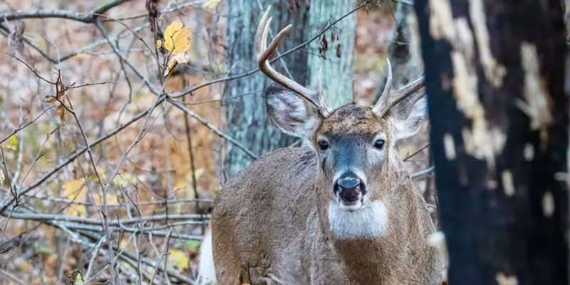 deer hunting essential gear