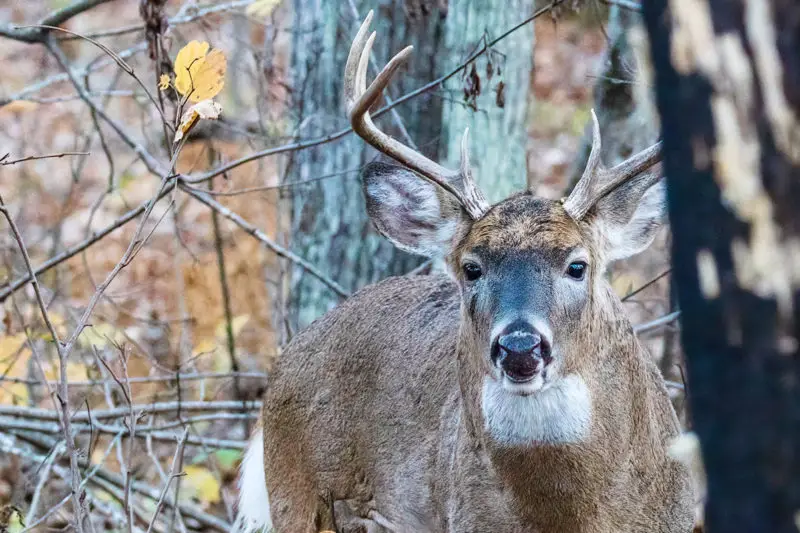 deer hunting essential gear