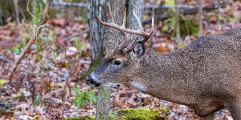 hunting deer without a blind