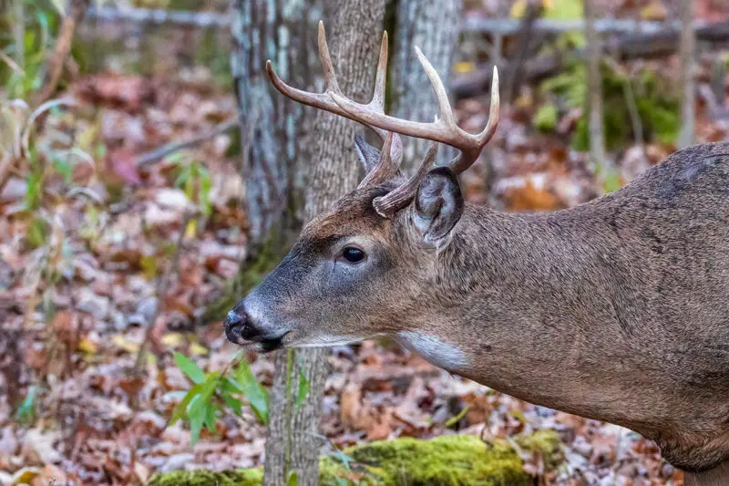 hunting deer without a blind