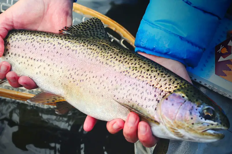 catch trout in a pond