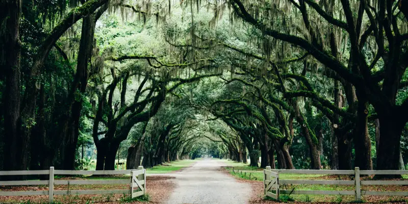 spanish moss on oak trees
