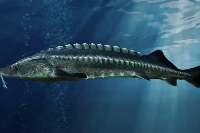 Largest fish in the world