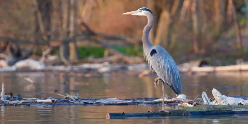 What lives in a lake?