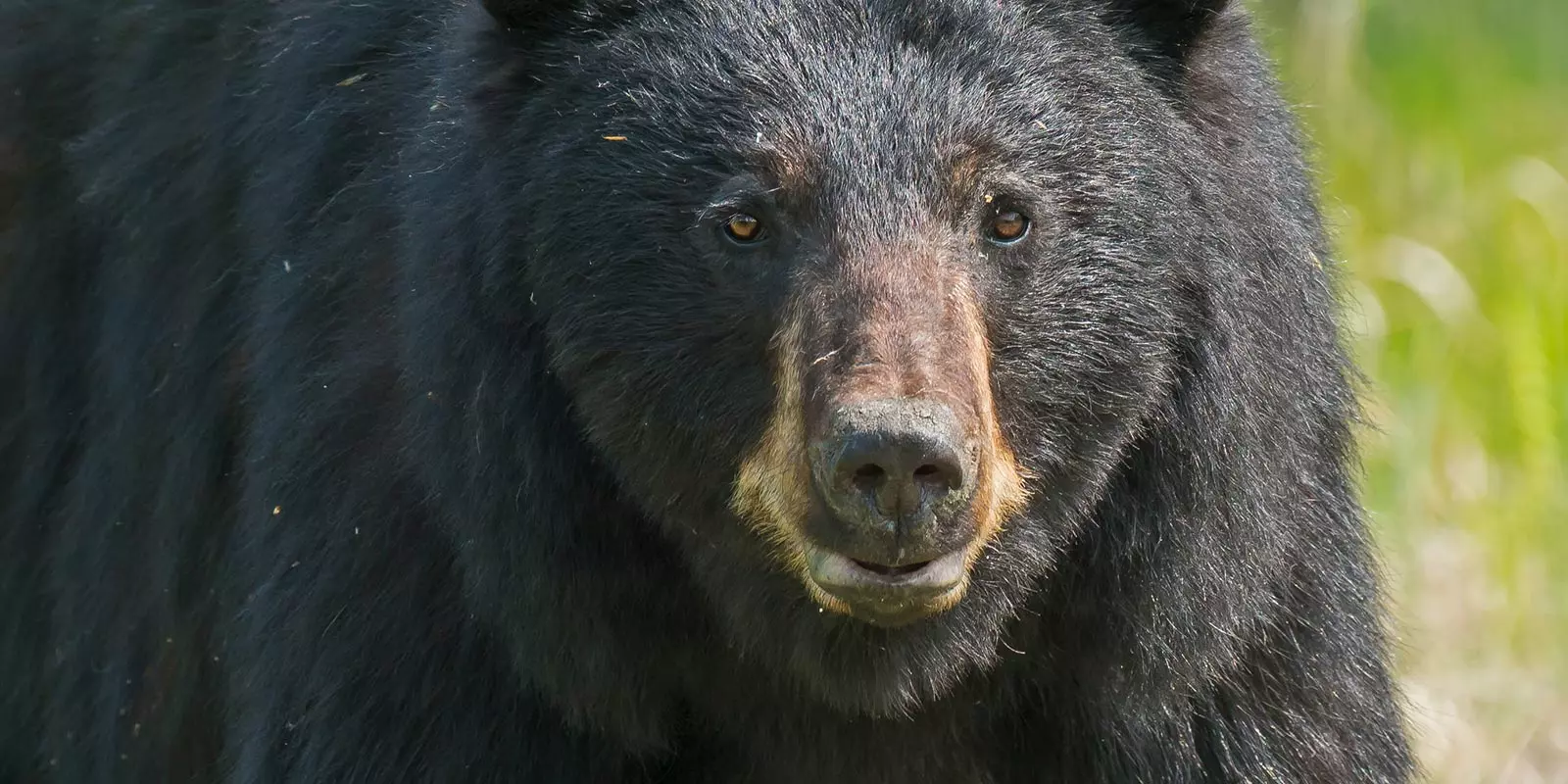 500 pound black bear in Lake Tahoe