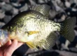 best habitat for crappie