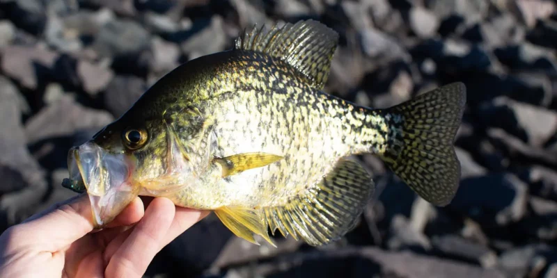 best habitat for crappie