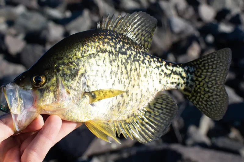 best habitat for crappie