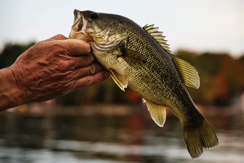 fish structure for largemouth bass