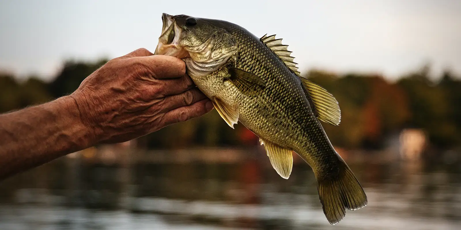 Bass fishing - large - Gem