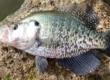 how to attract crappie