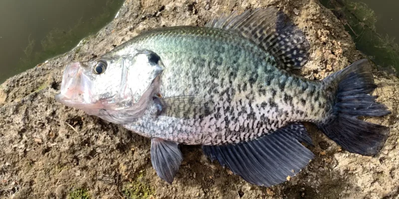 how to attract crappie