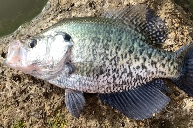 how to attract crappie