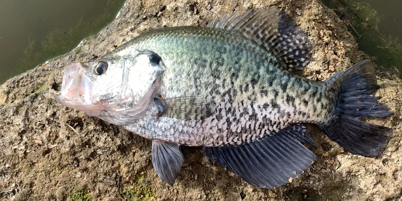 Crappie Facts to Help You Catch More Fish