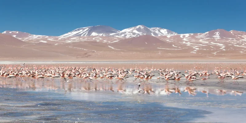 Laguna Colorada