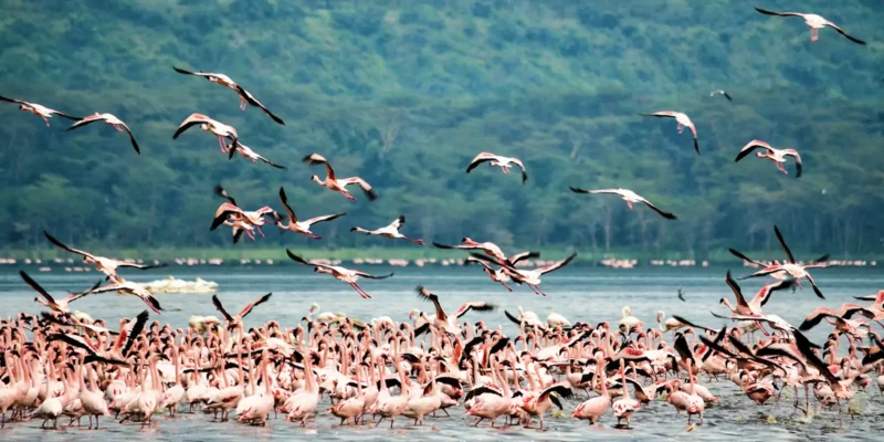 Lake Nakuru Flamingos