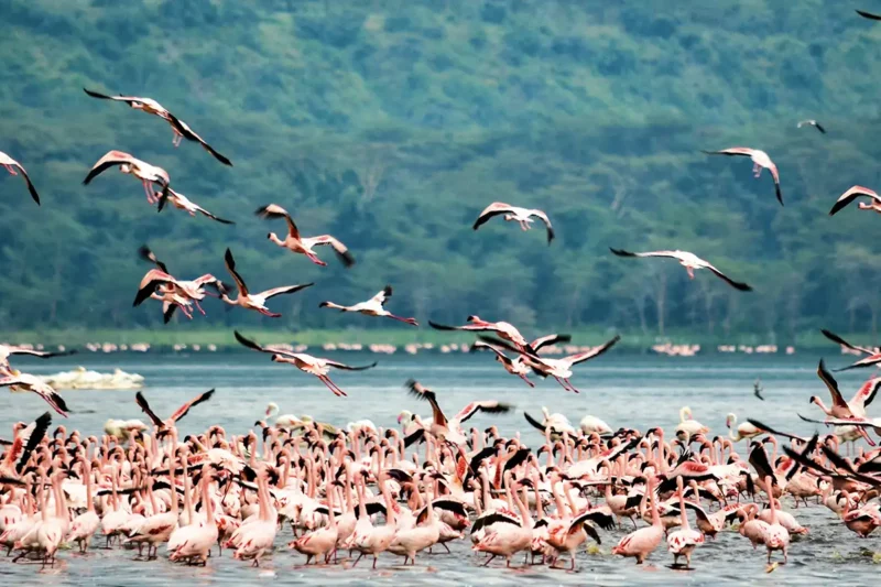 Lake Nakuru Flamingos