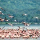Lake Nakuru Flamingos