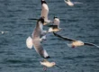Chilika Lake with birds flying