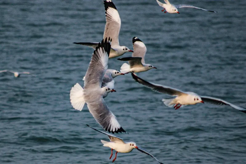 Chilika Lake with birds flying