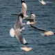 Chilika Lake with birds flying