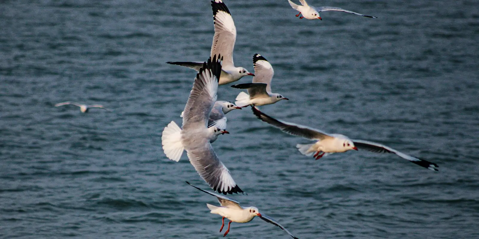 Chilika Lake with birds flying