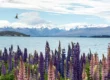 Lake Tekapo