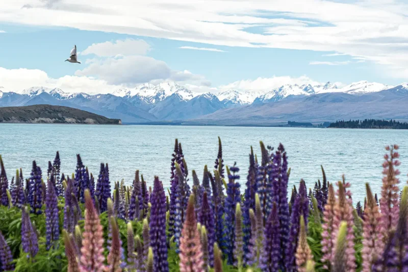 Lake Tekapo