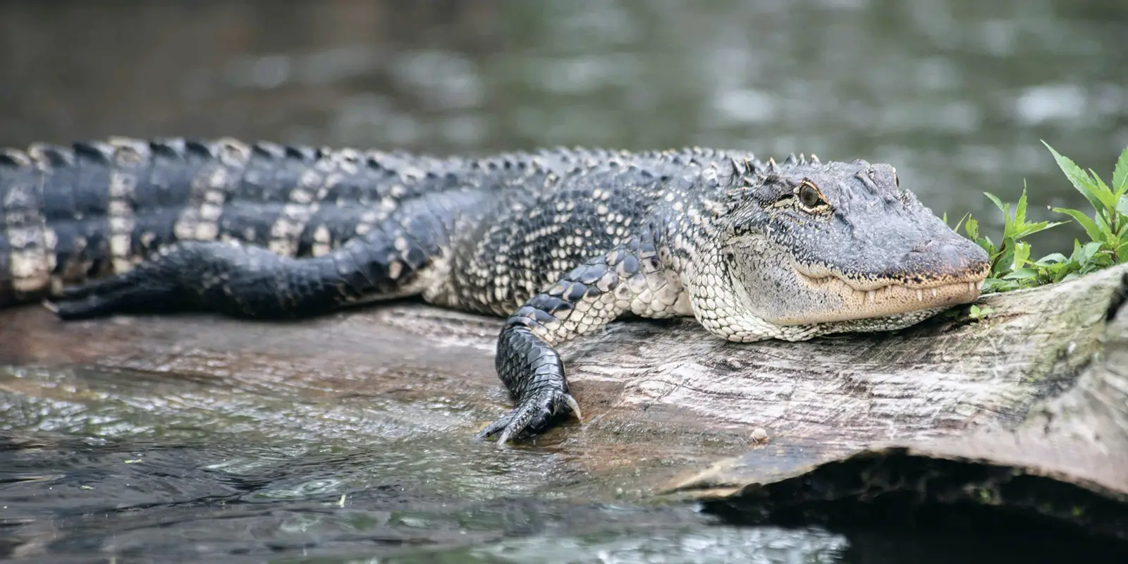 alligator at Lake Martin